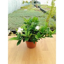 Gardenya Çiçeği Kokulu Ve Formlu Gardenia Jasminoides 10-20 Cm