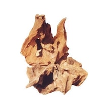 Mango Kökü M 20 - 30 CM