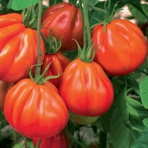 Rote Pear Armut Domates Tohumu 15 Tohum