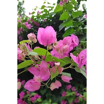 Begonvil Çiçeği Bitkisi Pembe Bougainvillea