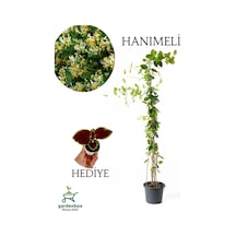 Hanımeli Çiçeği Kokulu 60-70cm 1 Adet Saksılı+yaprak Güzeli Çiçeği