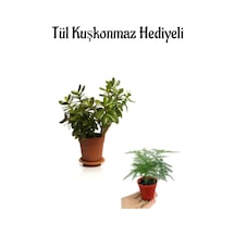 Hediyelik Parlak Yapraklı Şans Para Ağacı Fidanı Tül Kuşkonmaz Hediyeli