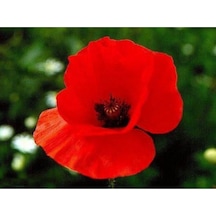 Kırmızı Gelincik Çiçeği Tohumu Çiçek Tohumu Ekim Seti 25 Adet Tohum + Saksı + Toprak