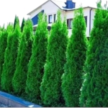 Smaragd Batı Mazısı Fidanı Thuja Occidentalis Smaragd Çam Ağacı 30-40 Cm Diğer