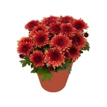 Turuncu Kasımpatı Fidanı Krizantem Chrysanthemum Saksılı 10-20 Cm