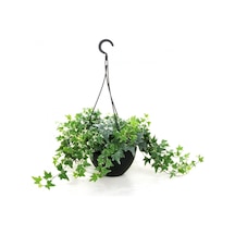 Mini Hedera Alacalı Salon Sarmaşığı- Hedera Helix Variegata Ask