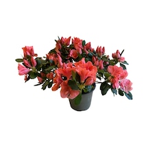 Rhododendron Indicum 'salmon' Açelya Çiçeği