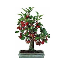 Kiraz Bonzai Ağacı Tohumu 5 Adet Bonsai Ağacı Tohumu