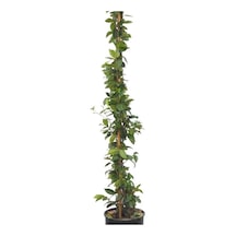 Saksıda Kokulu Arap Yasemini 50-70 Cm