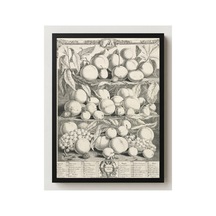 Botanik Fletcher Meyve Ayları Ağustos Çerçevesiz Poster 21x30 Cm A4 Botanik Doğa Tarihi Duvar Dekoru