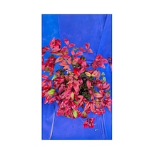 Bambu Nandina Dış Mekan