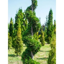 Videolu Leylandi Servi Bitkisi 50 70 Cm 1 Adet Dış Mekan Bitkisi Cupressocyparis Leylandii