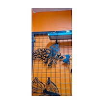 Pleco Işıklı 50cm