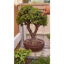 Dev Bonsai 22 Yaş