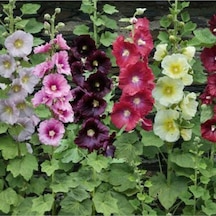 Süper Paket 150 Adet Tohum Hatmi Çiçeği Tohumu Gülhatmi Çiçeği Tohumu Çiçek Tohumu