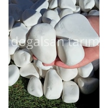 Beyaz Dolomit Taş 3 Kg 6-10 cm Dere Taşı Çakıl Taşı