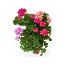 Videolu 3 Adet Karışık Renk Sakız Sardunya Çiçeği Saksılı Çiçekli Bodur Bitkiler Geranium
