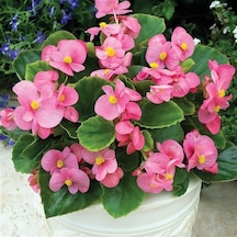 Begonya Begonia Pembe Renk 10 Adet