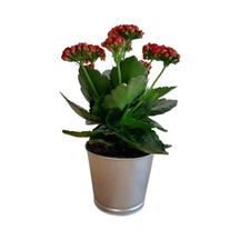 Çok Avantajlı Kalanchoe - Kalanşo Çiçeği Kırmızı Çiçekli