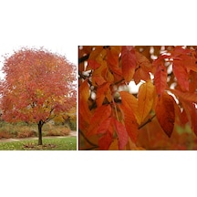 Amerikan Dişbudak Fidanı - Fraxinus Americana