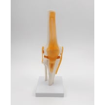Diz Eklemi Modeli Ligamentli Gerçek Boyut