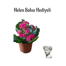 Hediyelik Kırmızı Renk Kalanşo Kalanchoe Çiçeği Sevgililer Gününe Özel Helen Saksı Hediyeli