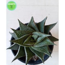 Haworthia Limifolia Twist 1 Adet