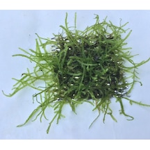 Java Moss 5X5 Cm Akvaryum