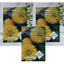 Beybenibeğendi Çiçek Tohumu 1 Paket 30 Adet Renkli Çiçek Tohumu N111153