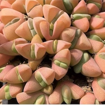 10 Adet Ihlenfeldtia Vanzylii Succulent Tohumu