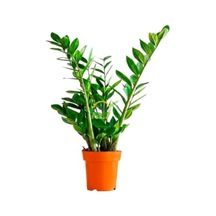 Zamia Çiçeği, 60-70 Cm Yükseklikte Sağlıklı Bitki