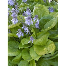Ağustos Zambağı Hosta 10 Adet