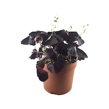 Oxalis Triangularis