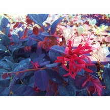 Loropetalum - Pembe Rüya Çiçeği 3 Adet