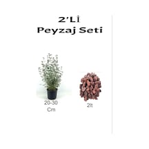 2'li Peyzaj Seti Zeytin Çalısı Fidanı + Curf