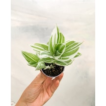 Beyaz Alacalı Telgraf Çiçeği Mini Sukulent Tradescantia Albiflora