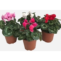 Sarmask Cyclamen Sürpriz Renk Sıklamen, Saksıda