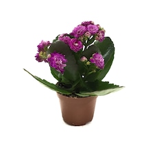 Kalanchoe Calandiva 'Purple' (Kalanşo Çiçeği) Ø5,5 CM Y0-10 CM