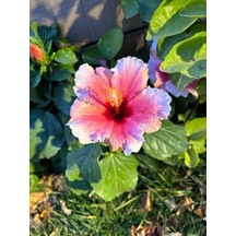 Videolu Pembe Japon Gülü Çiçeği Fidanı 40-45 Cm Saksılı Dış Mekan Bitkileri "camellia Japonica