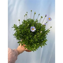 Mavi Çalı Papatyası-maviş 1 Adet Saksılı15-30cm Bahçe Peyzaj Bitkisi Blue Daisy
