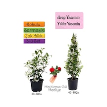 Kokulu Arap Yasemini+yıldız Yasemin Fidanı+mini Gül 3'lü Peyzaj Seti