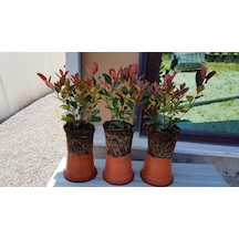5 Adet Bodur Alev Çalısı Fidanı 30-50 Cm