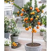 Mandalina Ağacı Fidanı