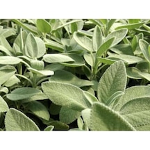 Salvia Culinaria Adaçayı Şalba Fidanı 10-20 Cm
