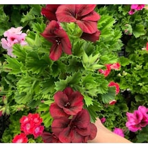 Koyu Kırmızı Ceylan Gözü Sardunya Fidanı 10-20 Cm