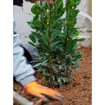 Videolu Mis Kokulu 1 Adet Defne Ağacı Fidanı 60-120cm Saksılı\tüplü Laurel Tree Sapling