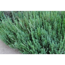 20 Adet Aromatik Dağ Kekiği Tohumu + Saksı Toprak + Tohum
