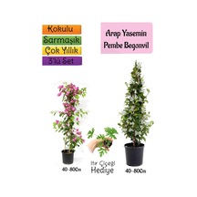 Kokulu Arap Yasemini+pembe Begonvil+ıtır Çiçeği 3'lü Bahçe Seti