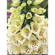 +10 Adet Digitalis Çiçeği Tohumu N114750