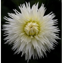 Dev Çiçekli White Lace Dahlia Yıldız Çiçeği Yumrusu 1 Adet